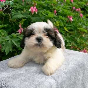 Jack, Shih Tzu Puppy
